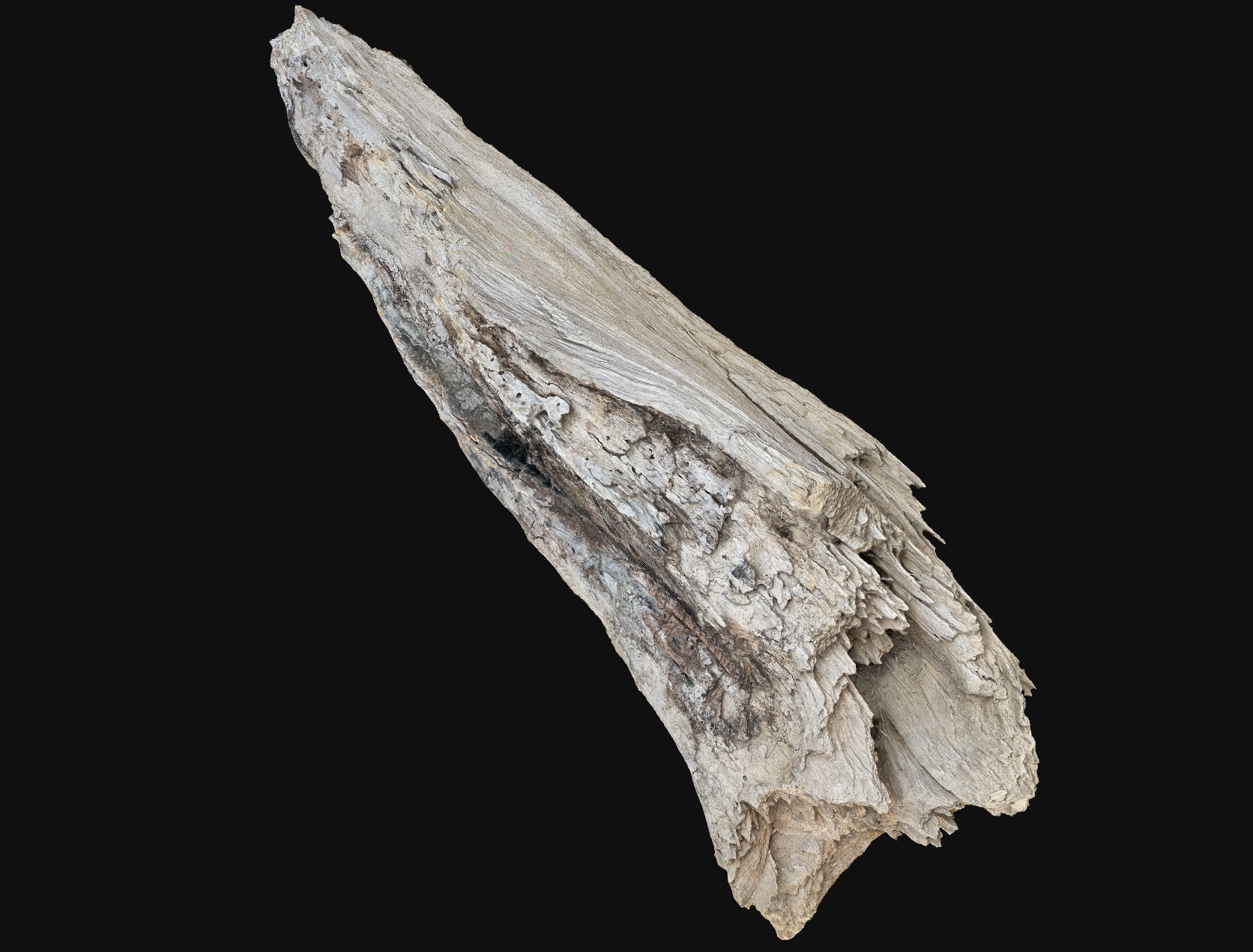 Peeling tree trunk wood in the real world 3d scan 3D model_26