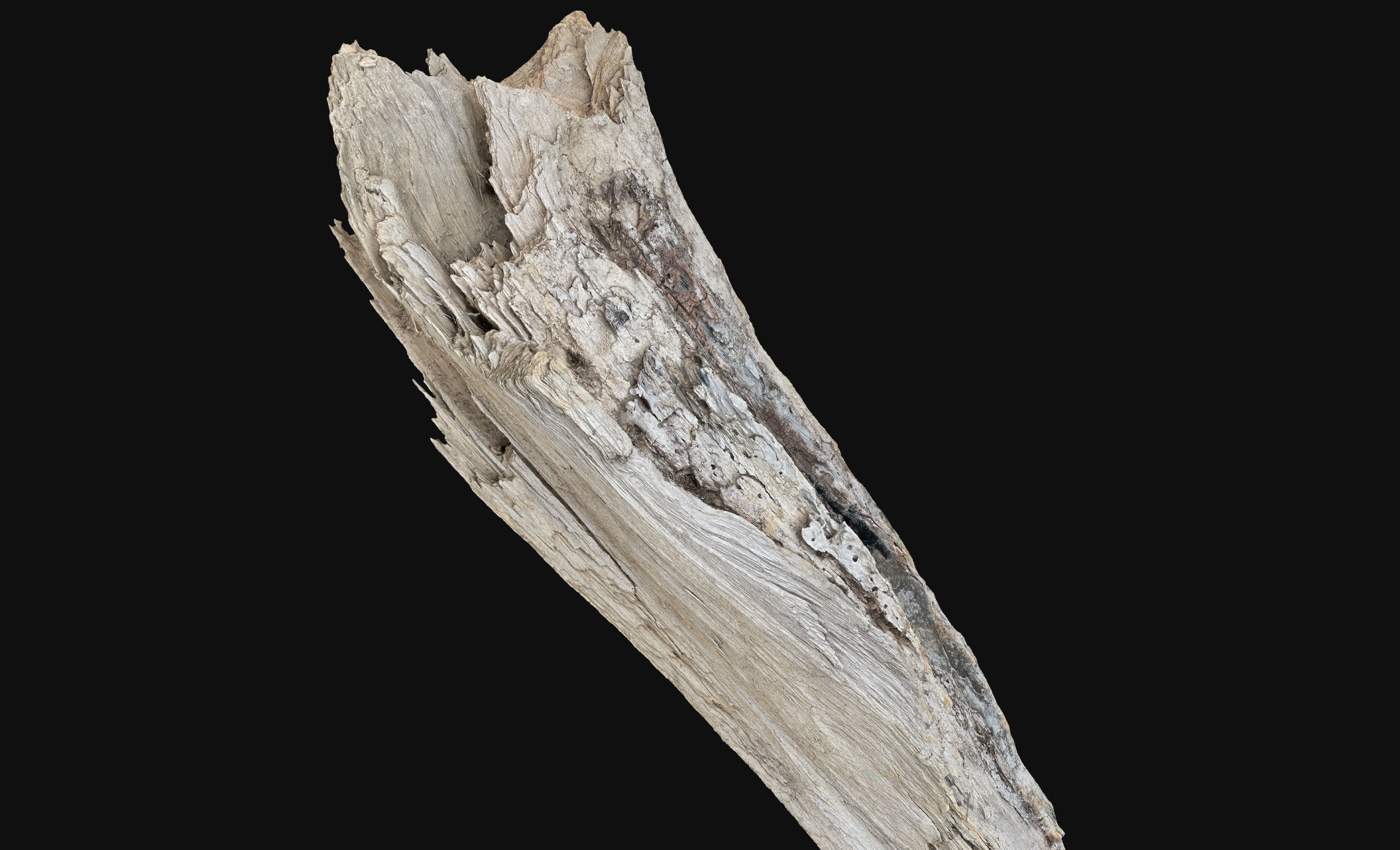 Peeling tree trunk wood in the real world 3d scan 3D model_24