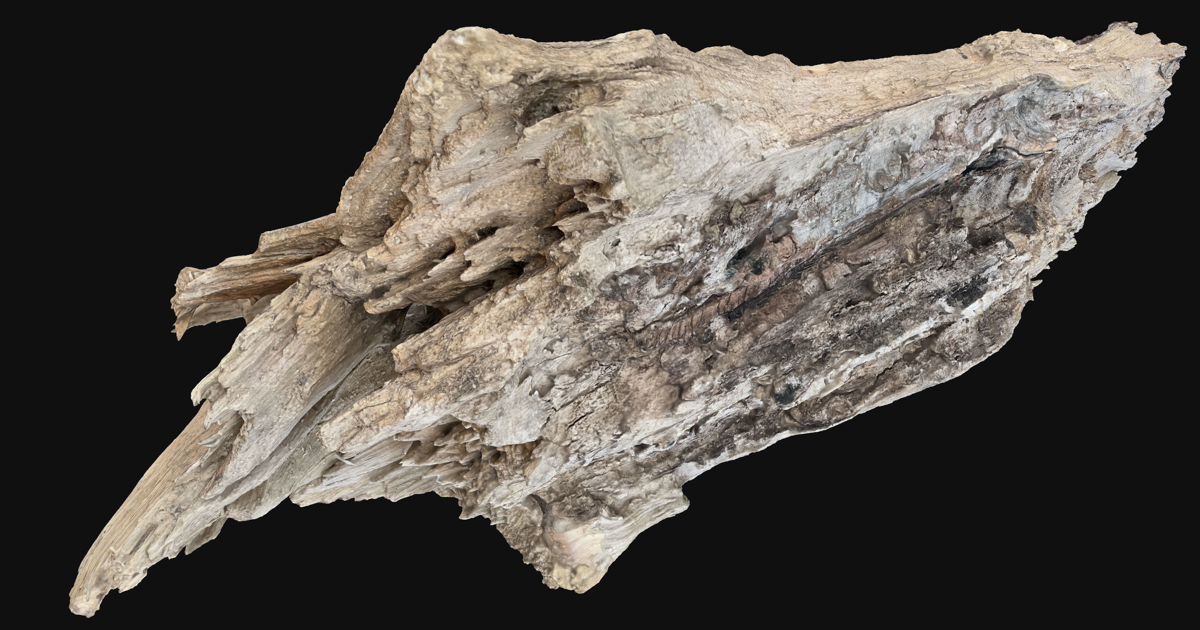 Peeling tree trunk wood in the real world 3d scan 3D model_3