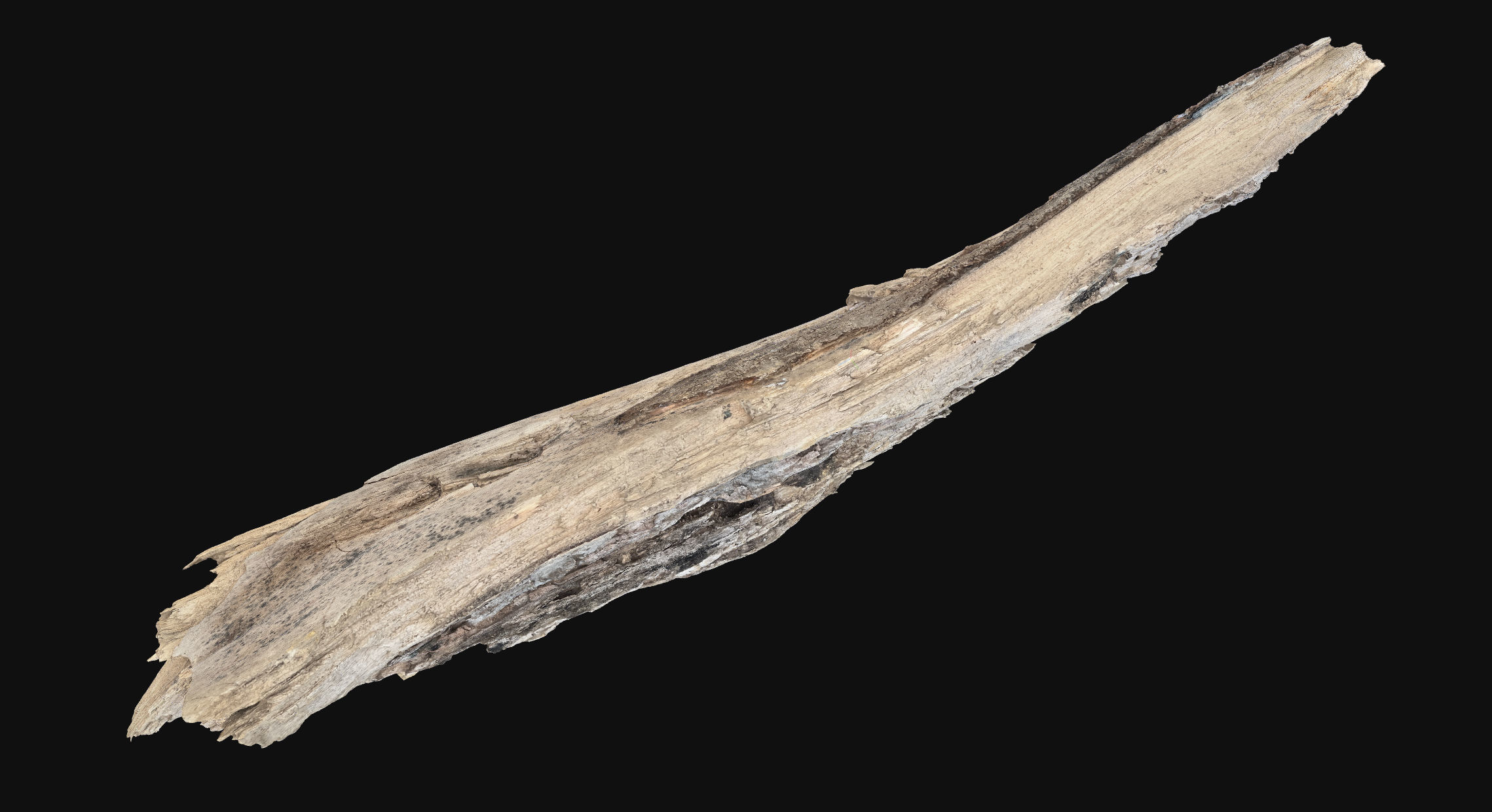 Peeling tree trunk wood in the real world 3d scan 3D model_6