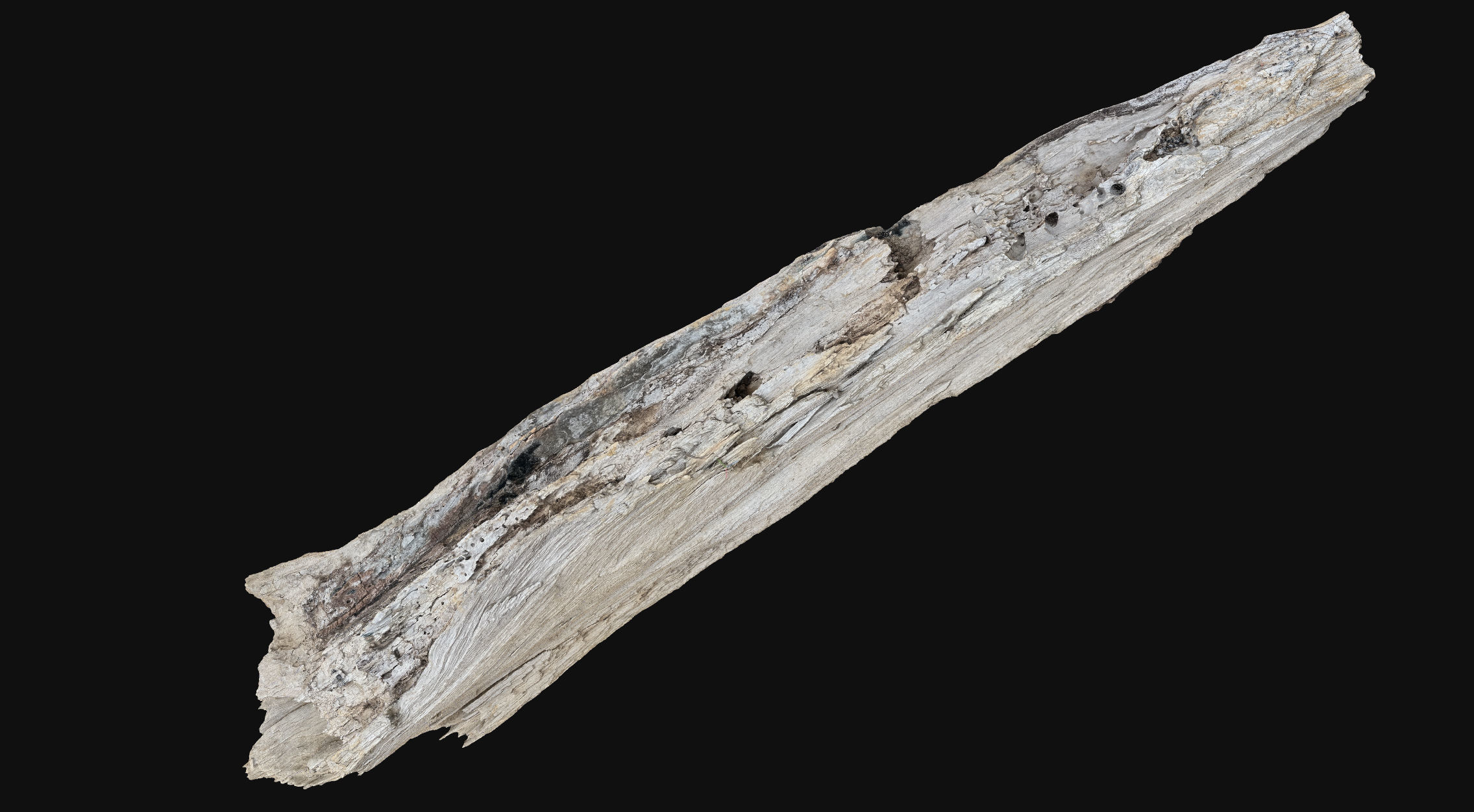 Peeling tree trunk wood in the real world 3d scan 3D model_16