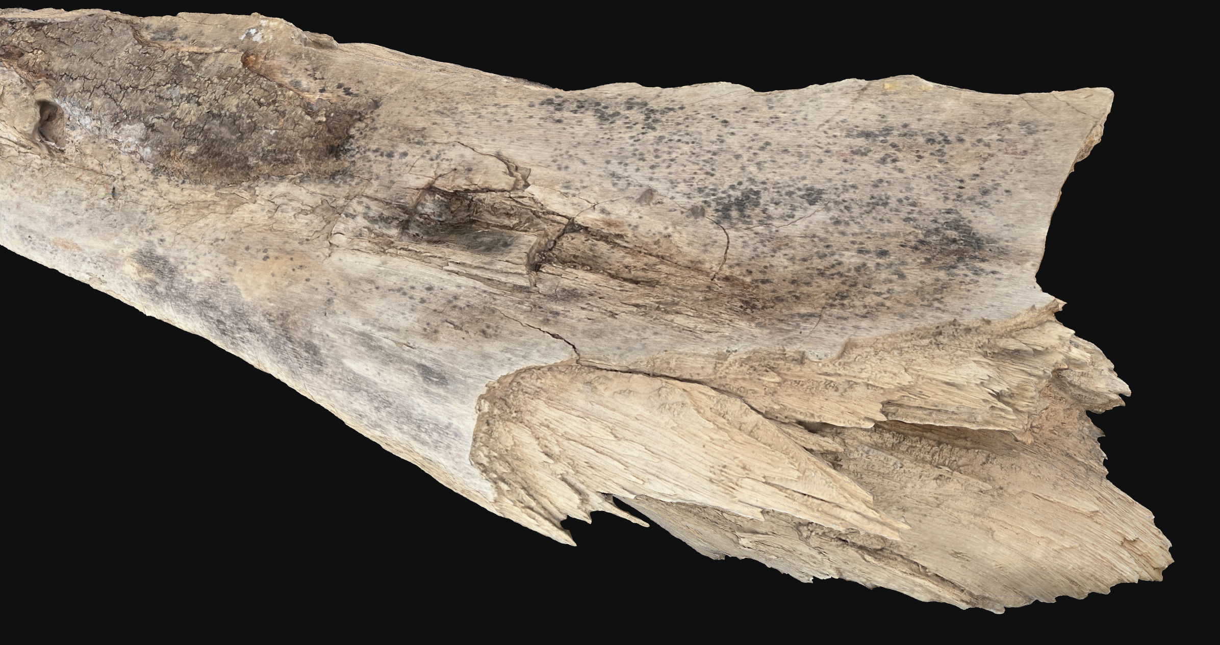 Peeling tree trunk wood in the real world 3d scan 3D model_2