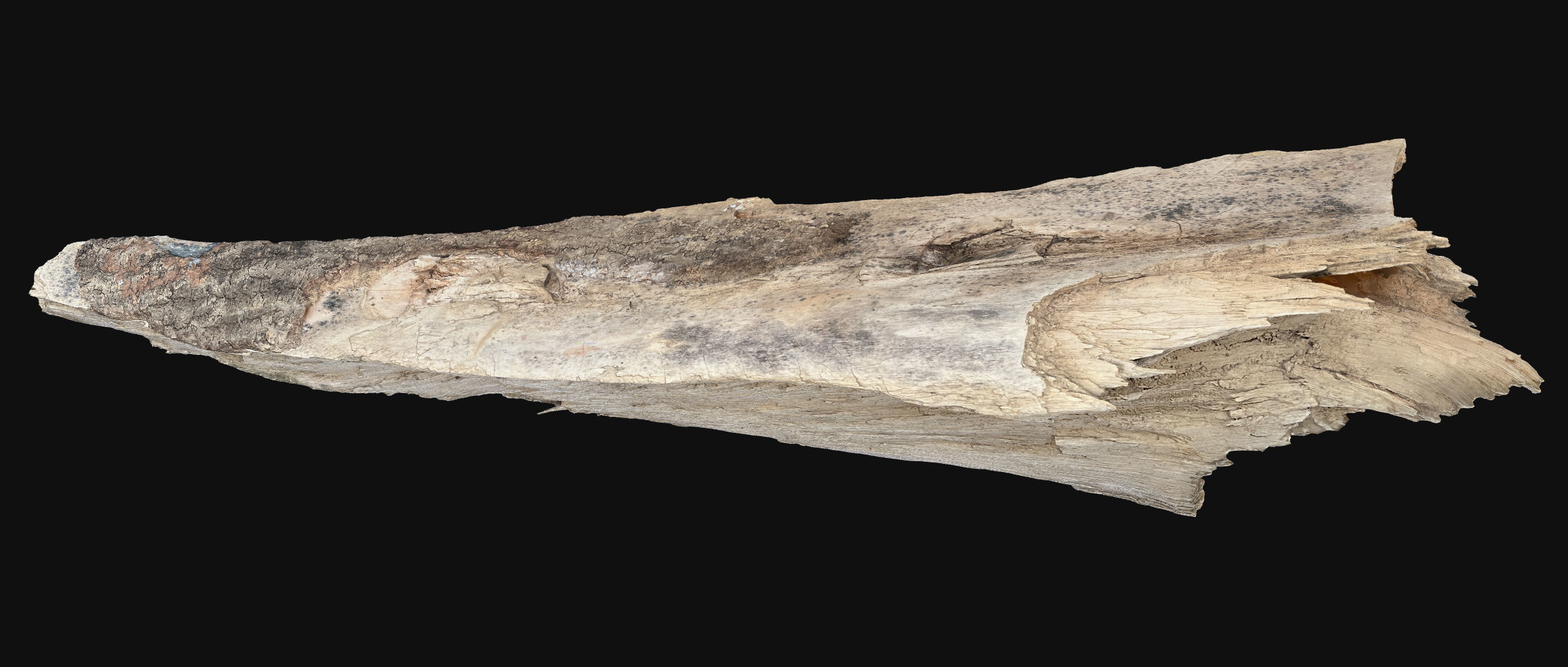 Peeling tree trunk wood in the real world 3d scan 3D model_4