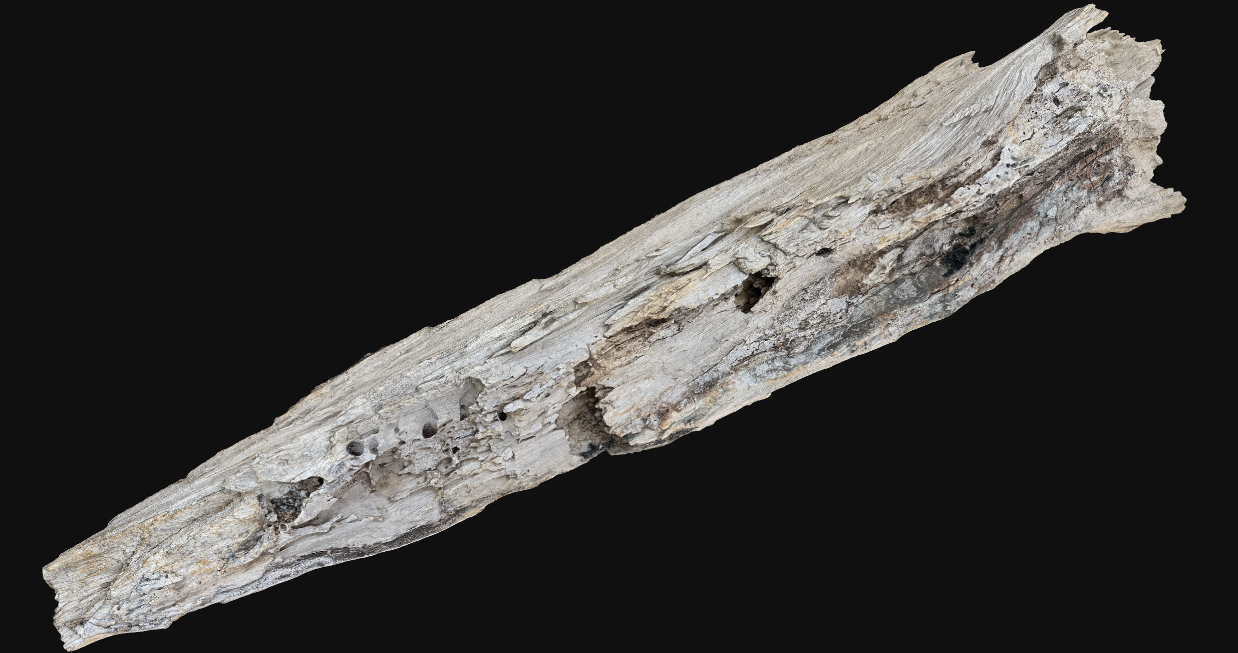 Peeling tree trunk wood in the real world 3d scan 3D model_25