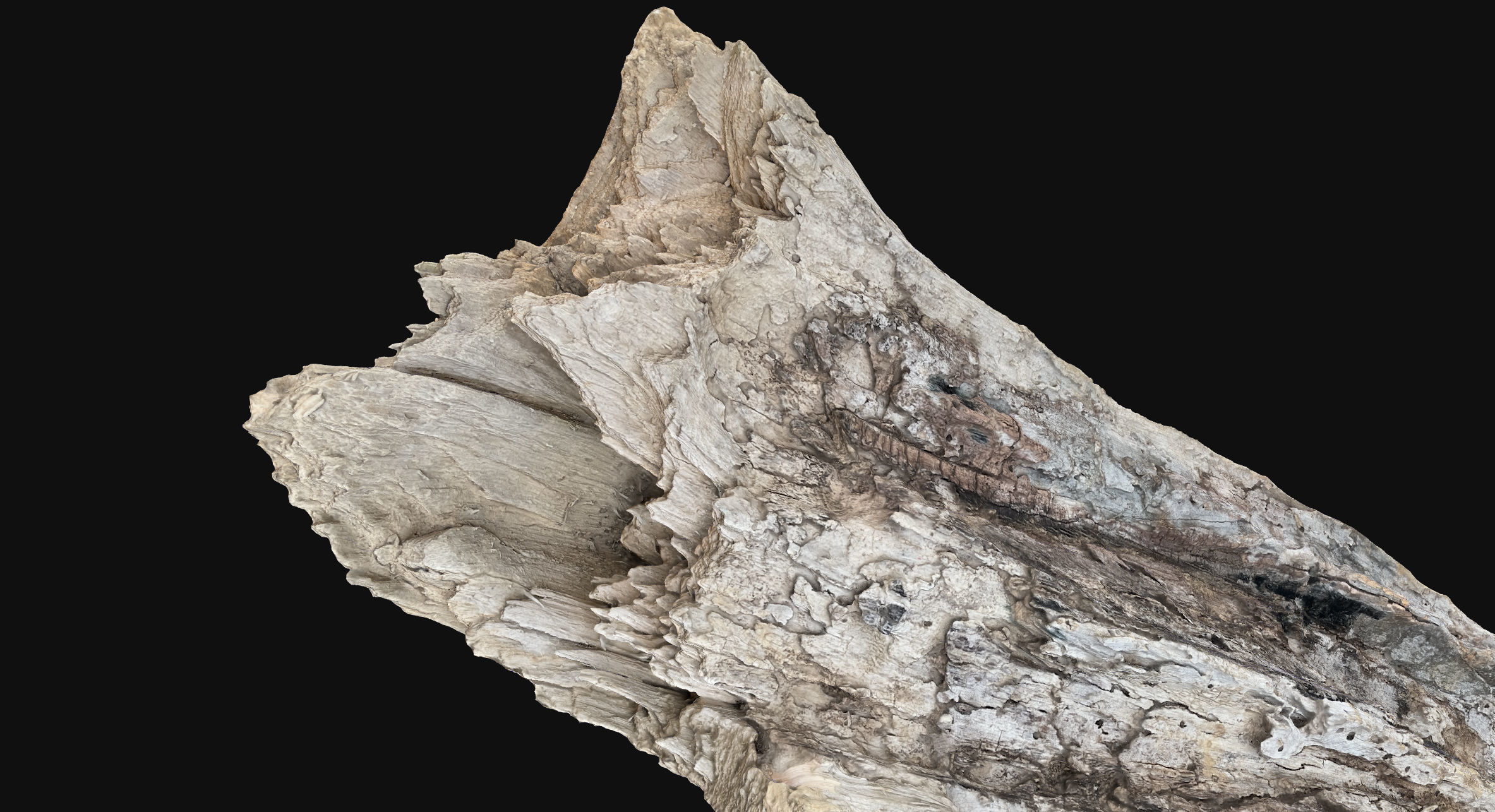 Peeling tree trunk wood in the real world 3d scan 3D model_12