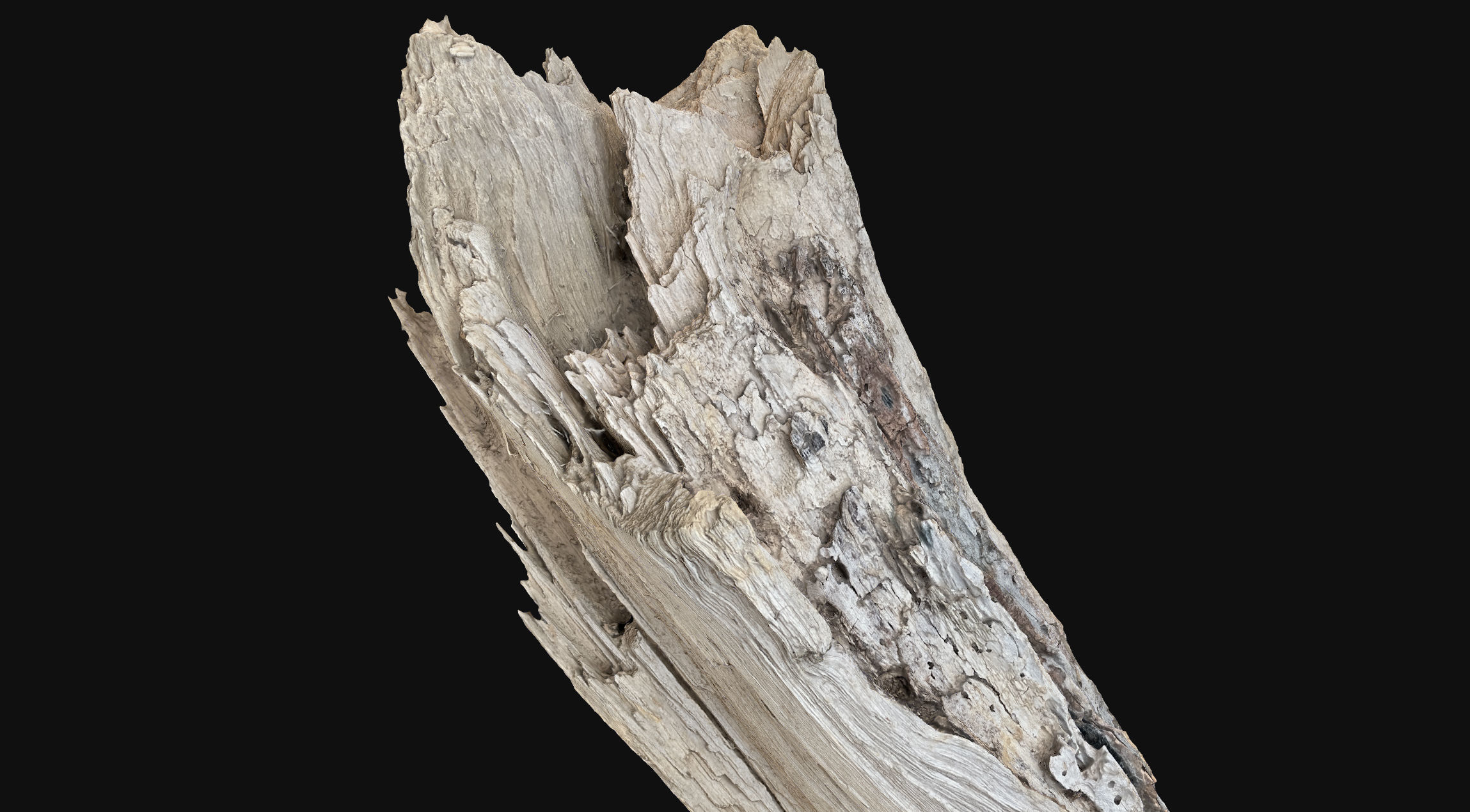Peeling tree trunk wood in the real world 3d scan 3D model_8