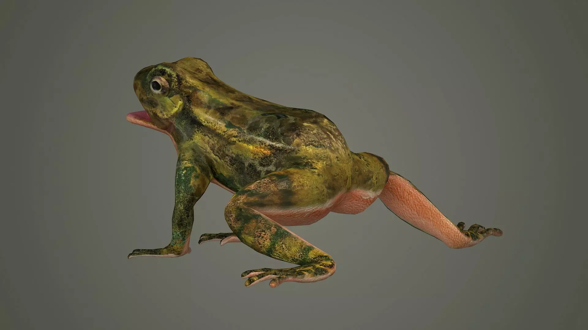 nature animal amphibians frog tree frog 3D model