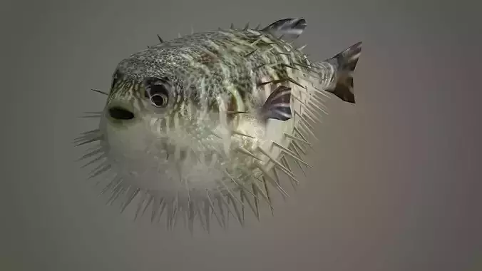 Sealife  Puffer fish Sealife - Puffer fish sea ocean fish  3D model
