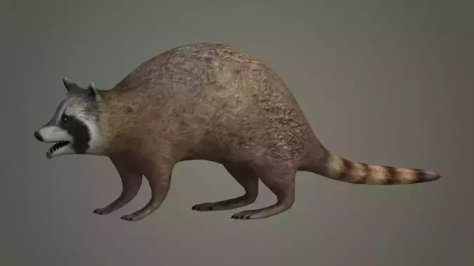 Raccoon animal rodent animal dog mammal  nature kitty 3D model