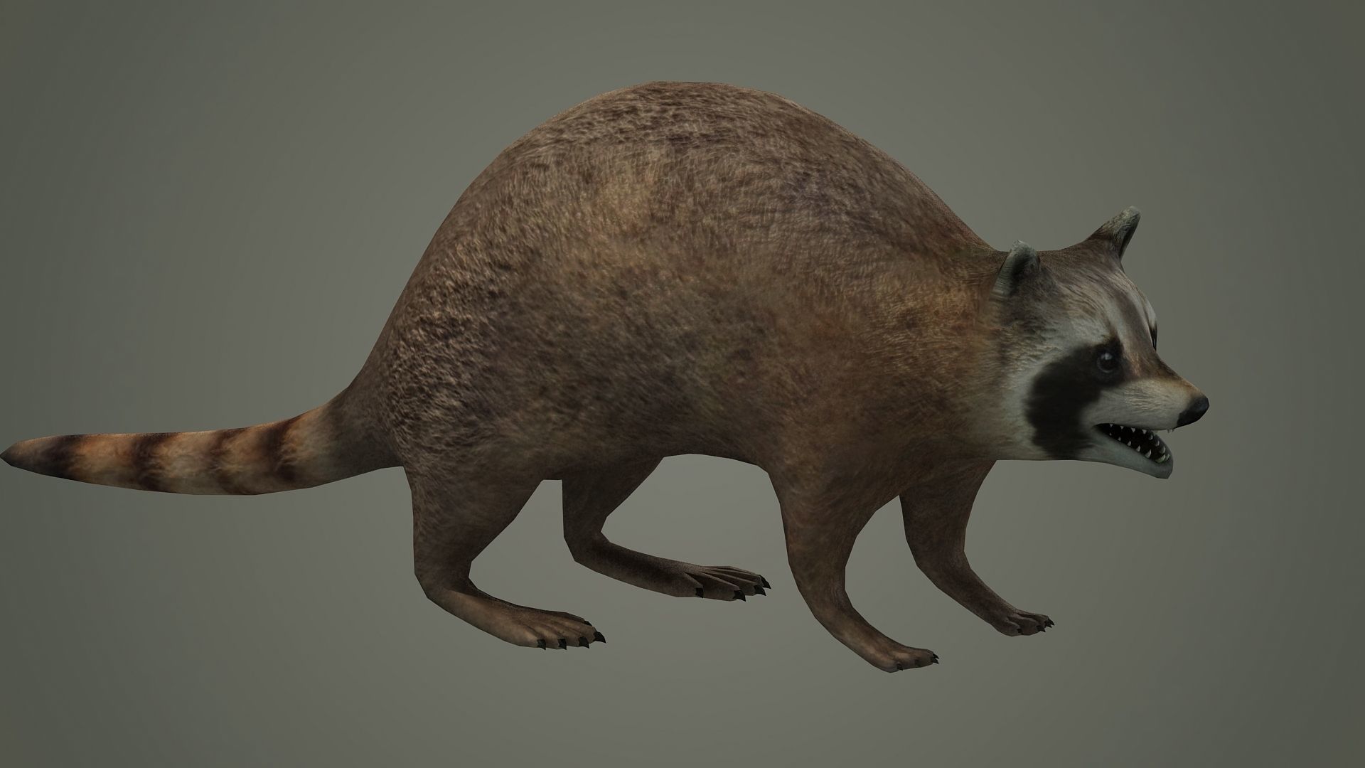 Raccoon animal rodent animal dog mammal  nature kitty 3D model_2