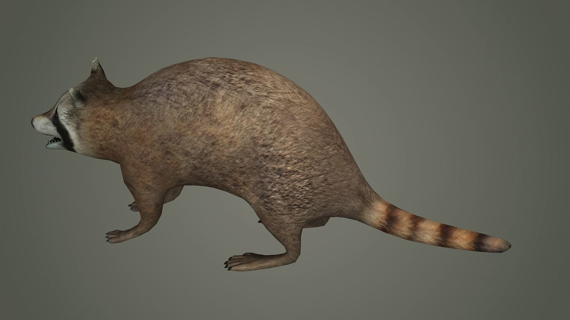 Raccoon animal rodent animal dog mammal  nature kitty 3D model_3