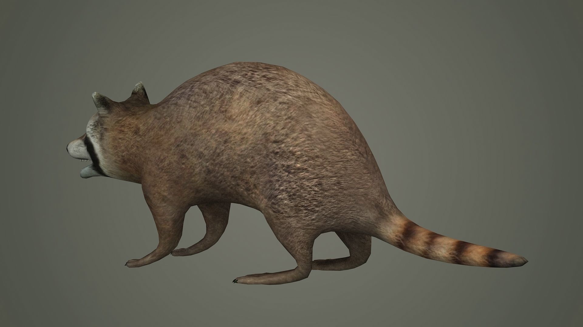 Raccoon animal rodent animal dog mammal  nature kitty 3D model_1