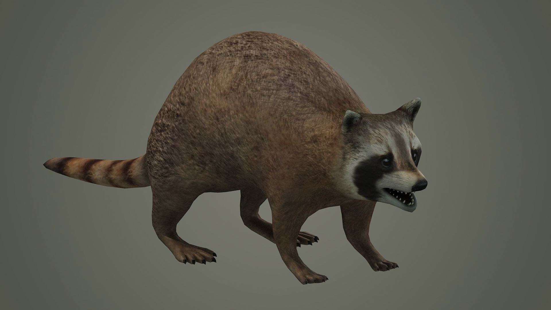 Raccoon animal rodent animal dog mammal  nature kitty 3D model_4