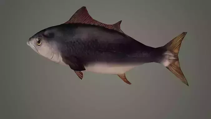fish underwater ocean sea water animal sardine shoal nature 3D model