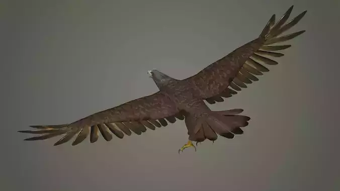 eagle bird animal  nature feather wing fly flying