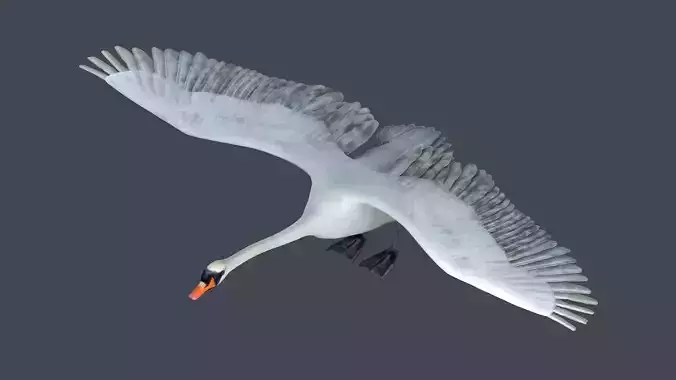 swan bird wildlife nature feather elegant white spread 