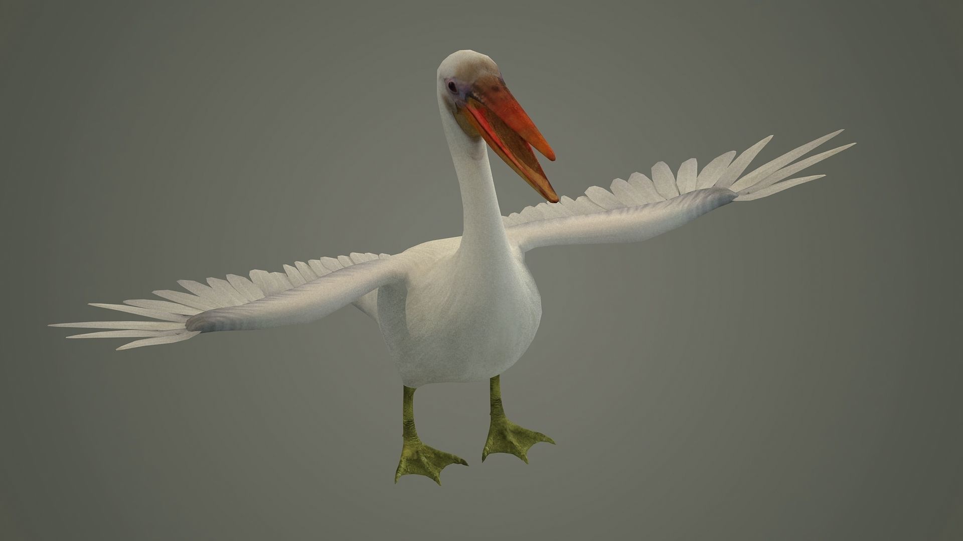 stork flamingo swan pelican cormorant bluetit pigeon  3D model_1