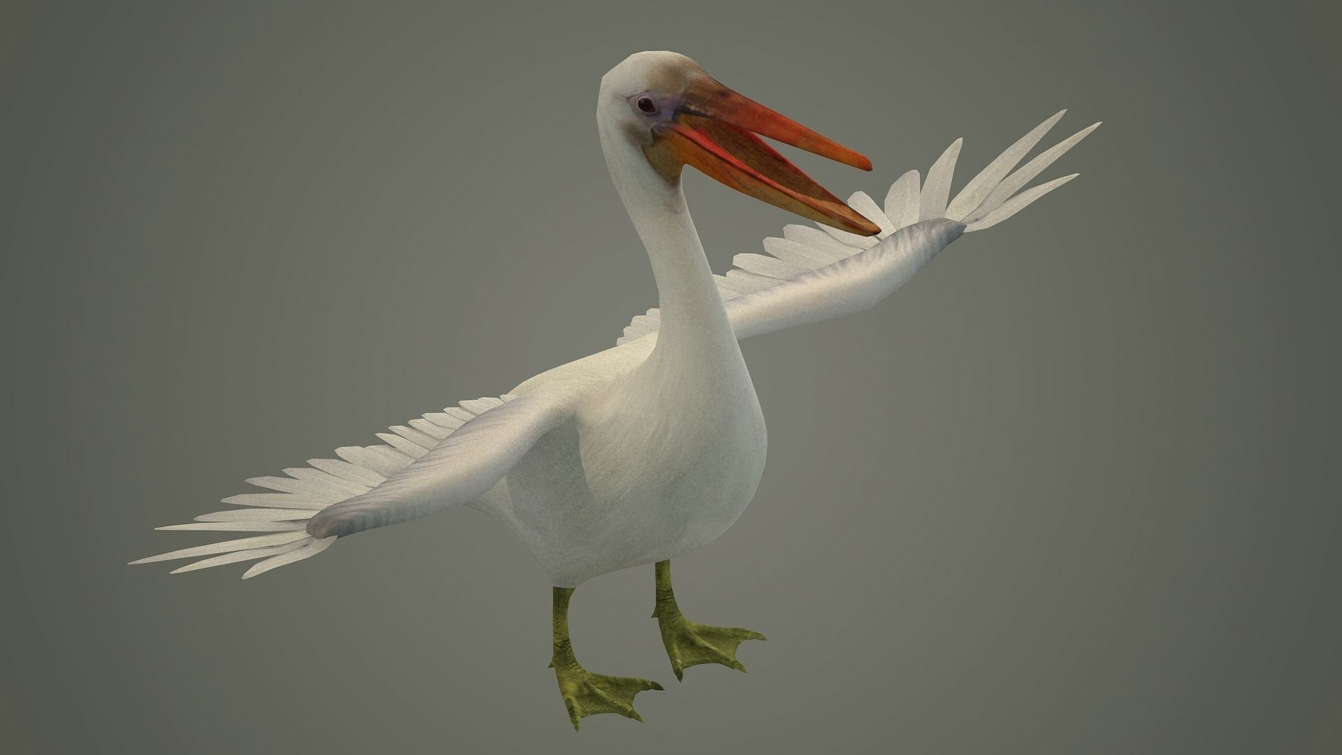 stork flamingo swan pelican cormorant bluetit pigeon  3D model_3