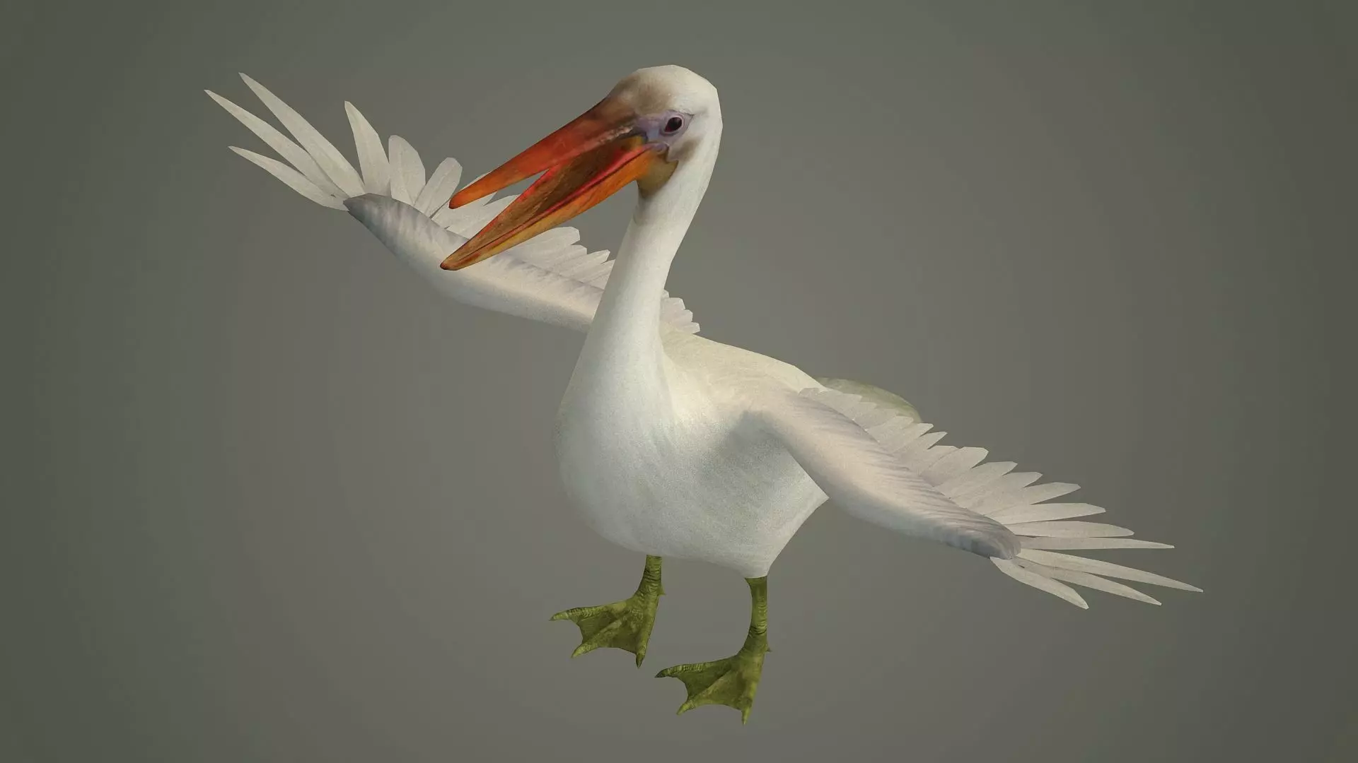 stork flamingo swan pelican cormorant bluetit pigeon  3D model_0