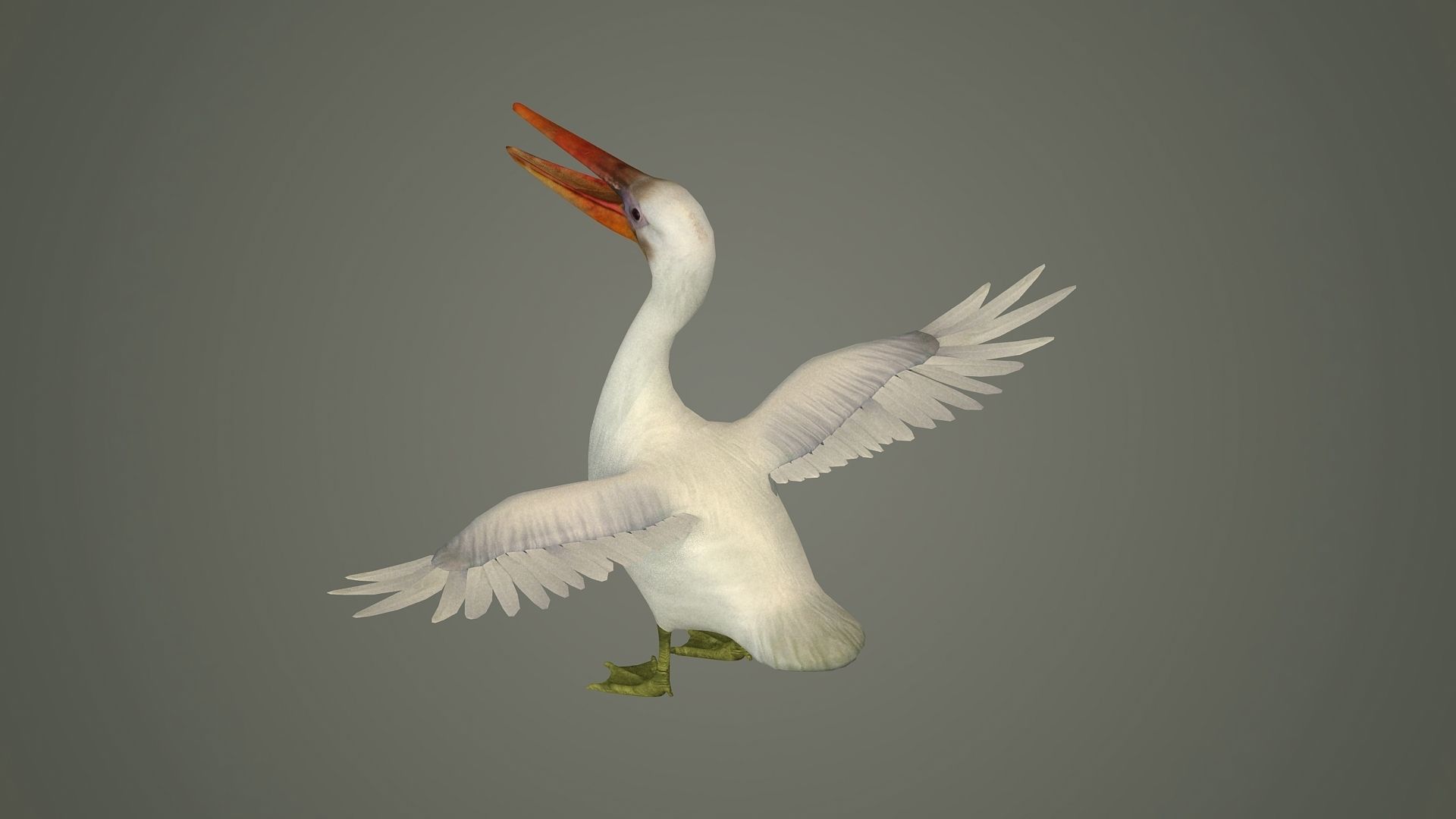 stork flamingo swan pelican cormorant bluetit pigeon  3D model_2