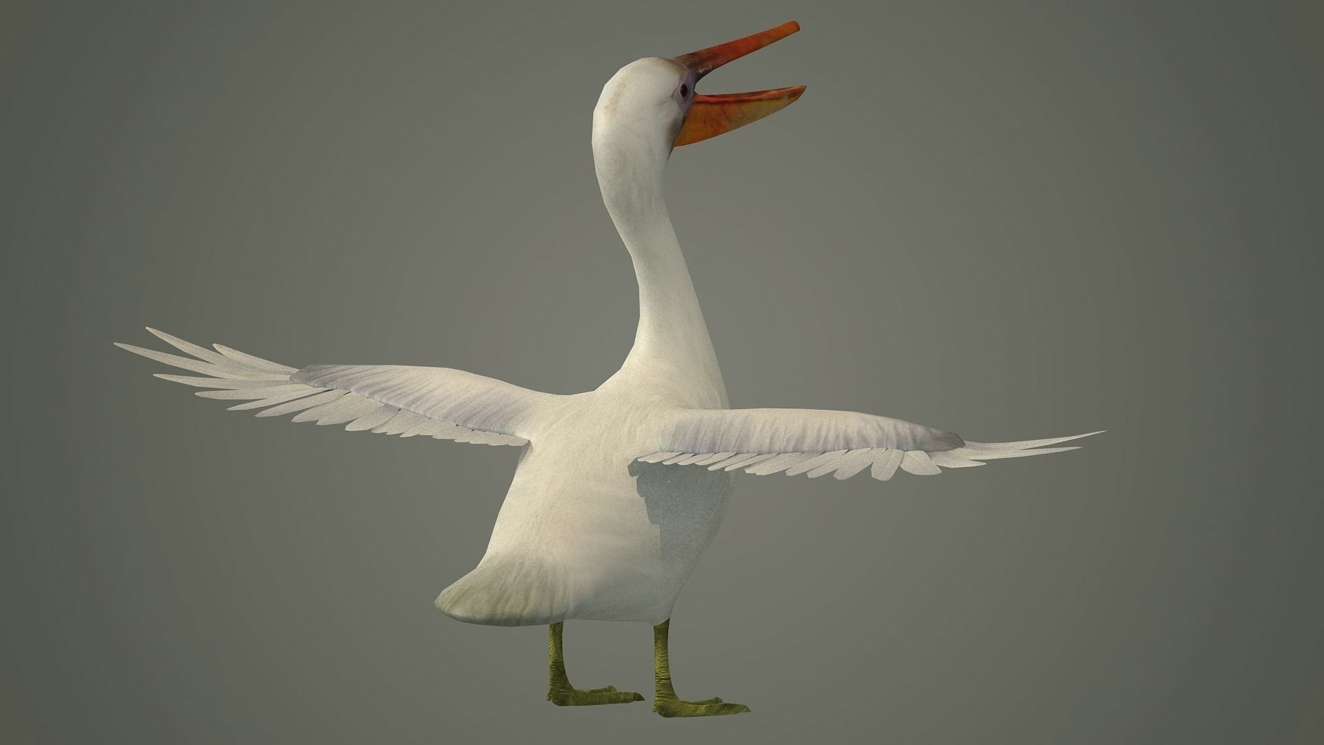 stork flamingo swan pelican cormorant bluetit pigeon  3D model_4