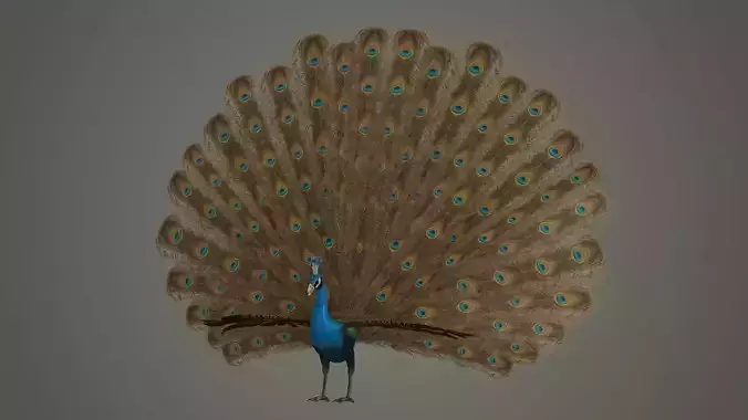 peacock bird feather textured animal wings fly colour wildlife 3D model