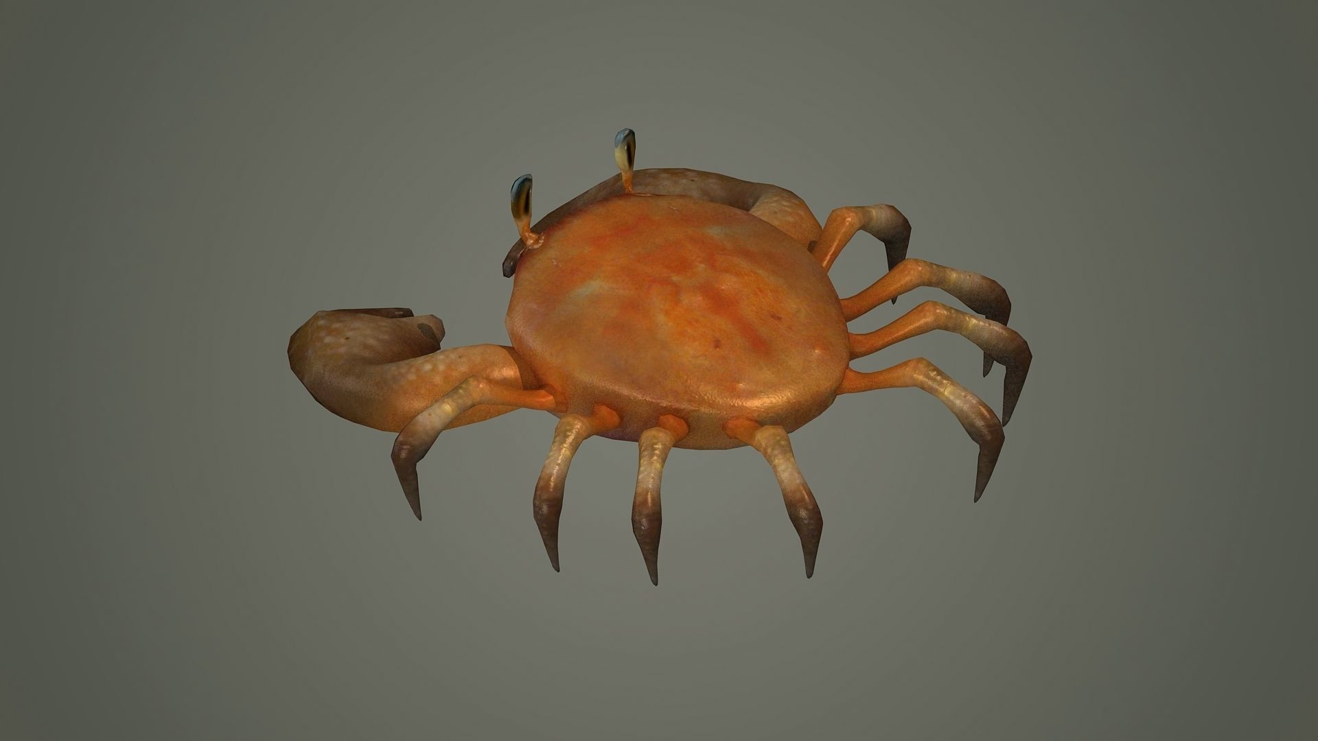 crab animal 3d model texture arthropod character  3D model_1