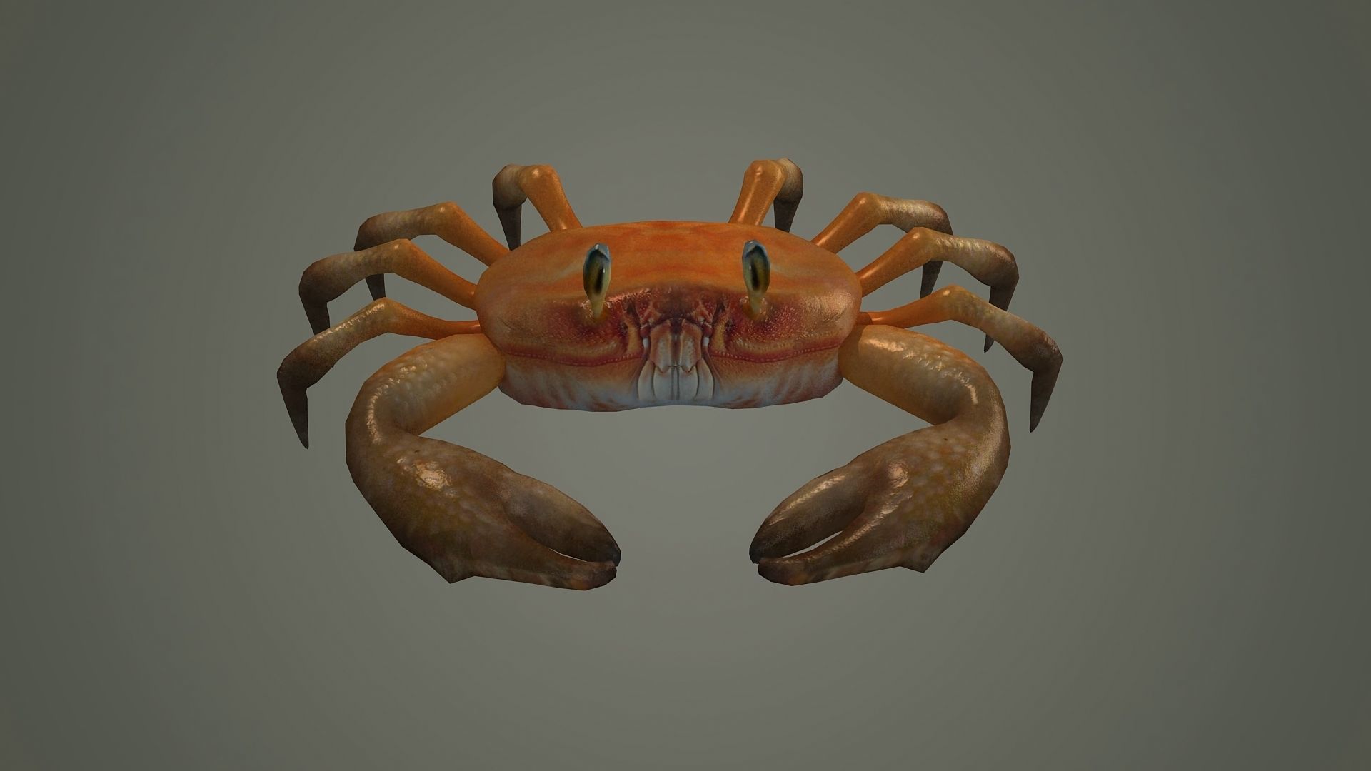 crab animal 3d model texture arthropod character  3D model_4