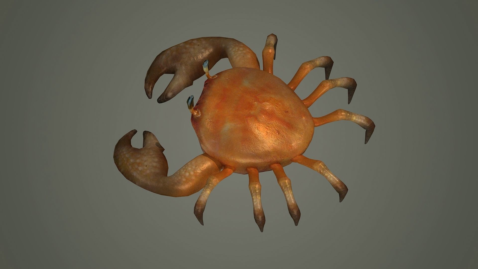 crab animal 3d model texture arthropod character  3D model_3