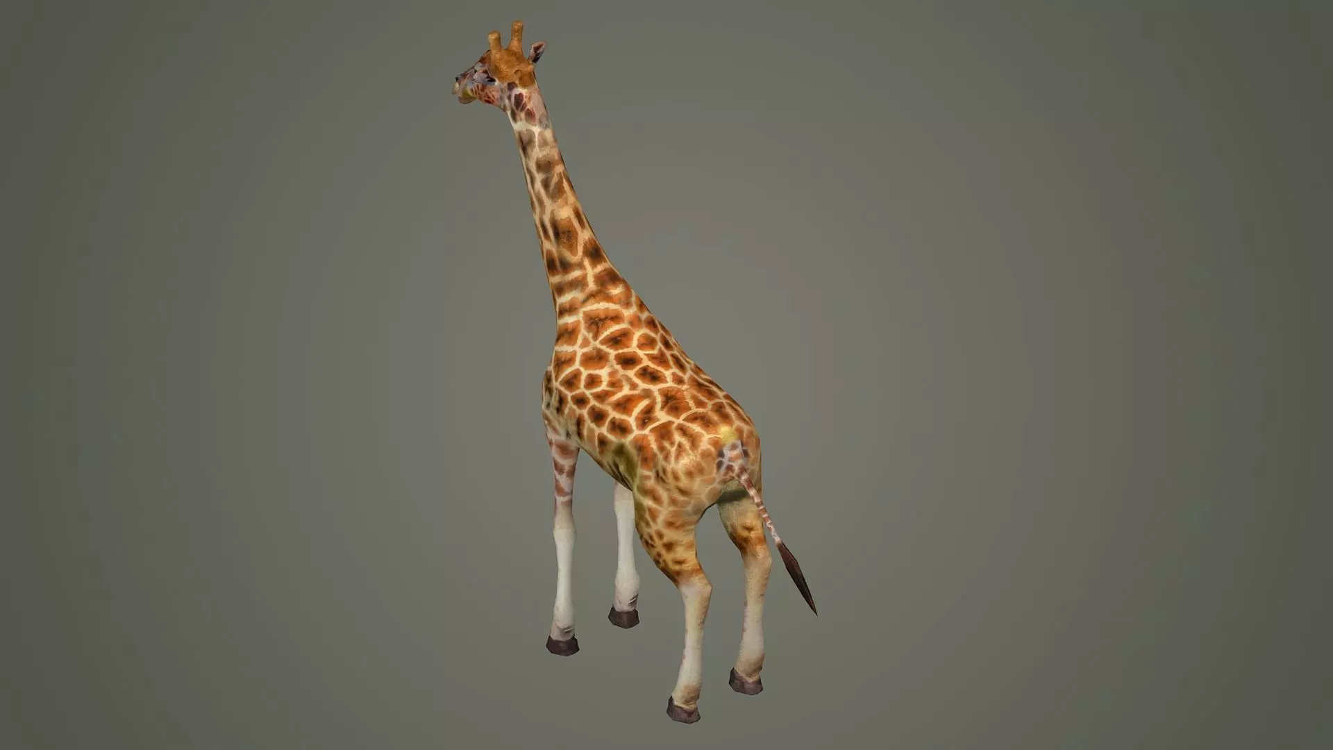 giraffe illustration wildlife anatomy mammal nature zoo animals 3D model