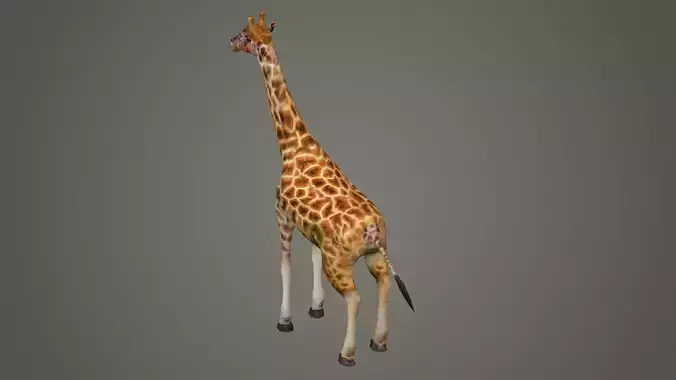 giraffe illustration wildlife anatomy mammal nature  zoo animals