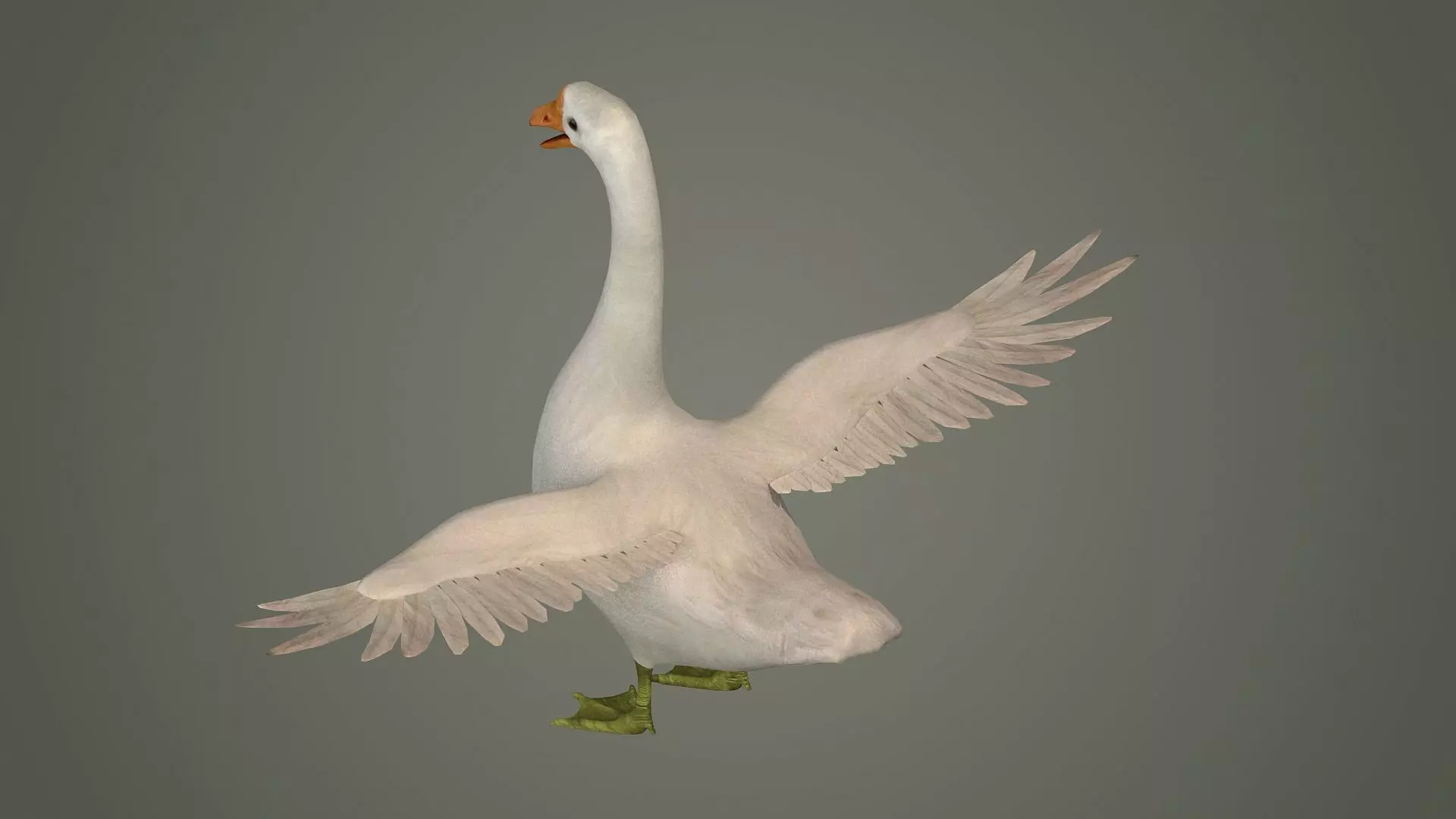 goose bird nature water grass animal neck 3D model