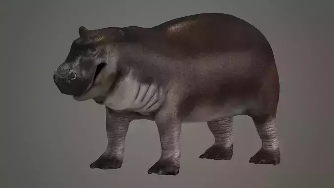 animal hippo baby cute small  wildlife hippopotamus africa 