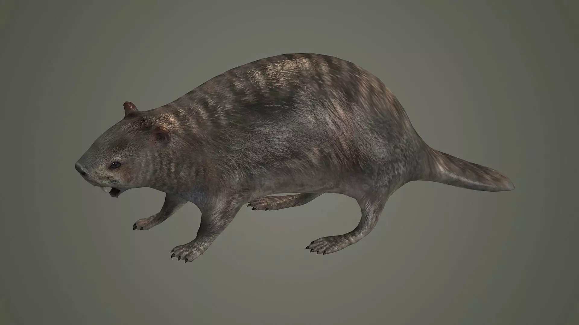 animal mammal groundhog rodent beaver squirrel 3D model