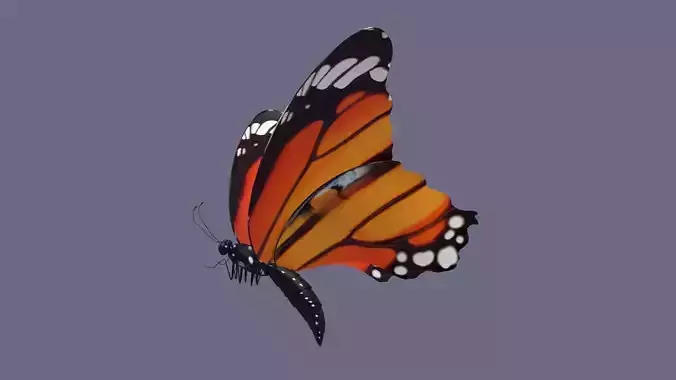 butterfly antenna wing insect fly wildlife summer sky