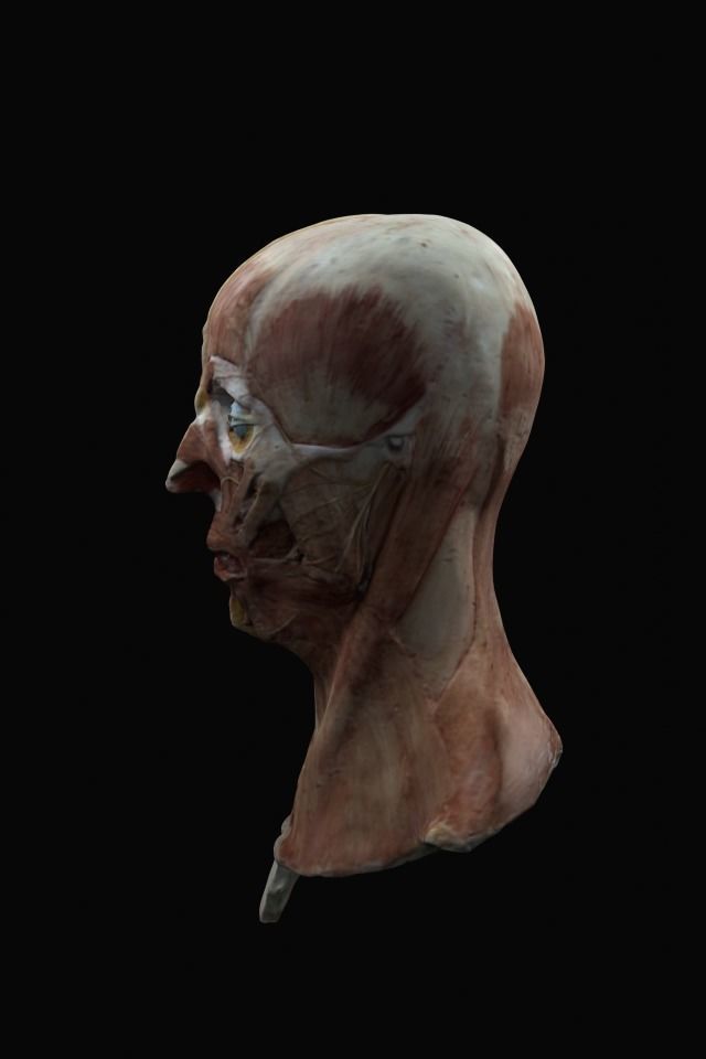 Anatomy of the face 3D model_2
