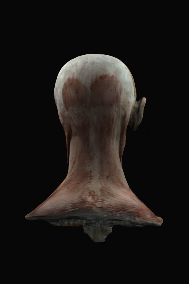 Anatomy of the face 3D model_4