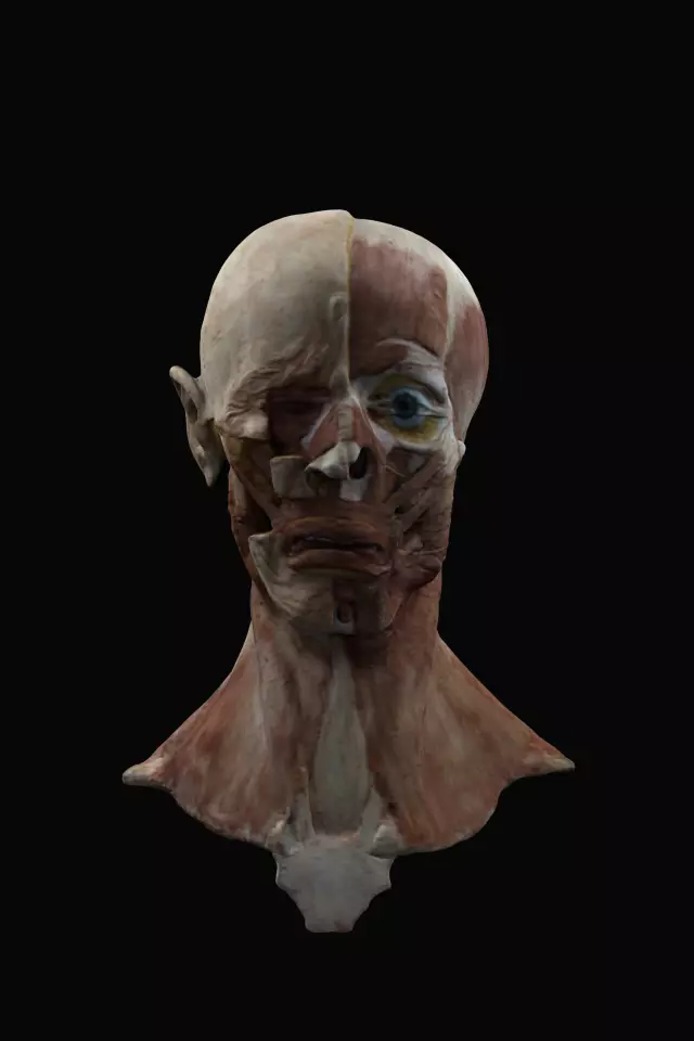 Anatomy of the face 3D model_0