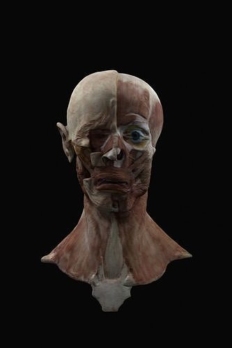 Anatomy of the face 3D model