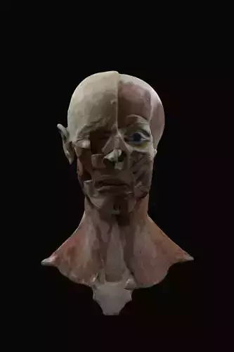 Anatomy of the face 3D model