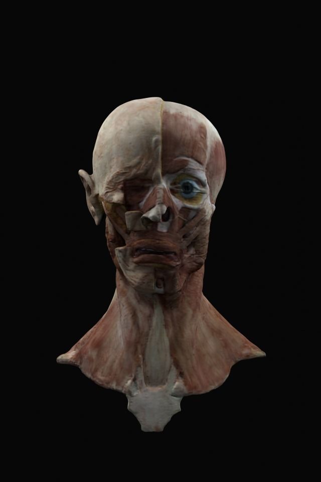 Anatomy of the face 3D model_3