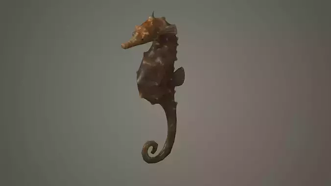 seahorse sea horse fish aquarium hippocampus seahorses 3D model