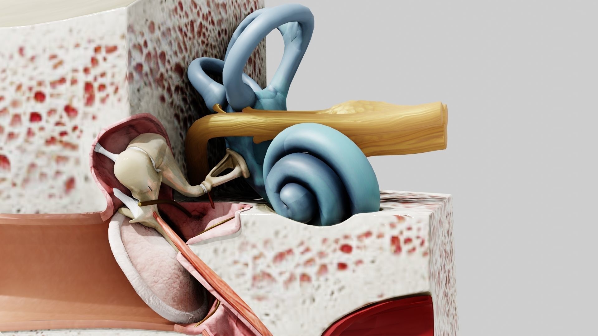 Ear Anatomy Low-poly 3D model_7