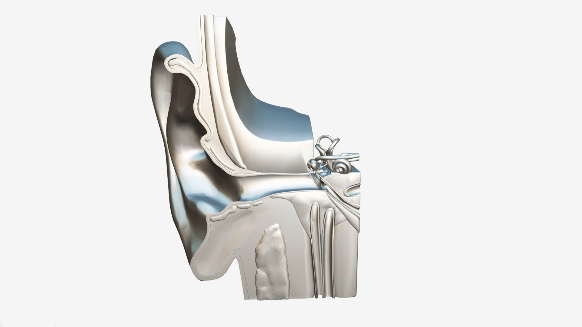 Ear Anatomy Low-poly 3D model_6