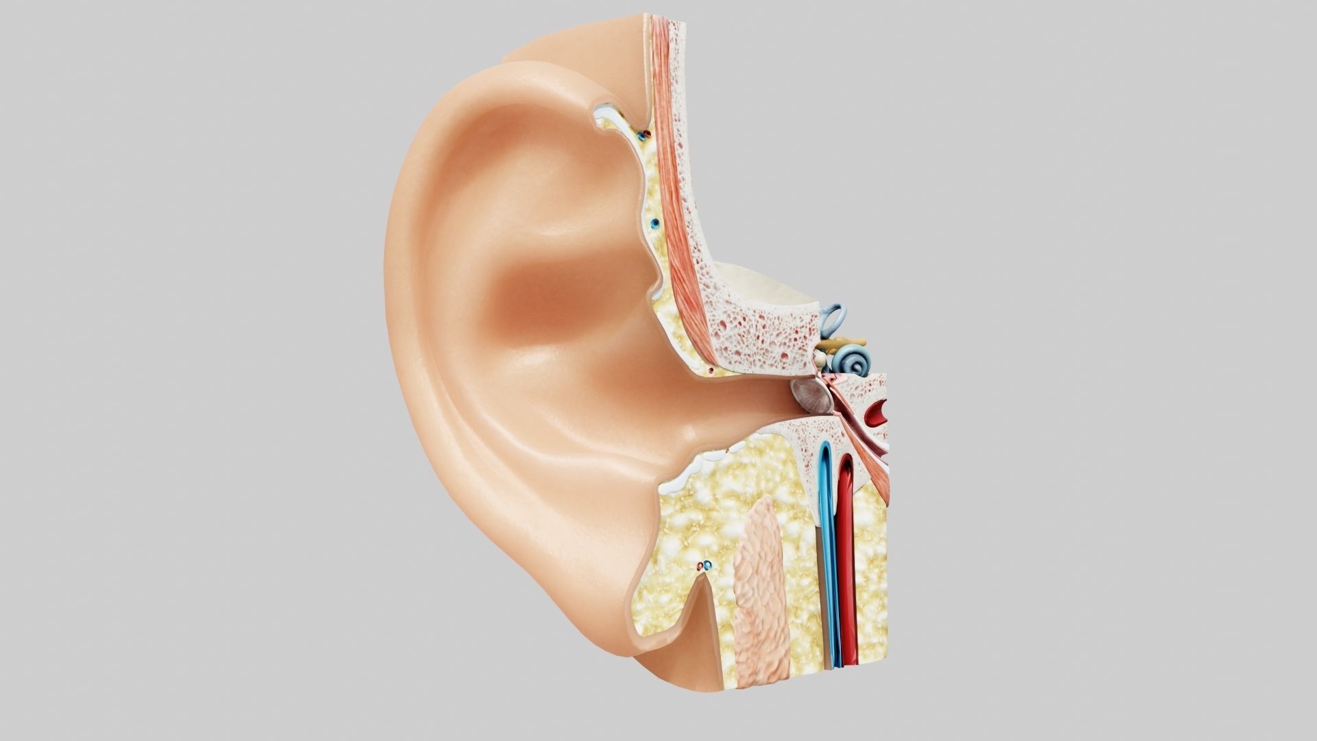 Ear Anatomy Low-poly 3D model_3