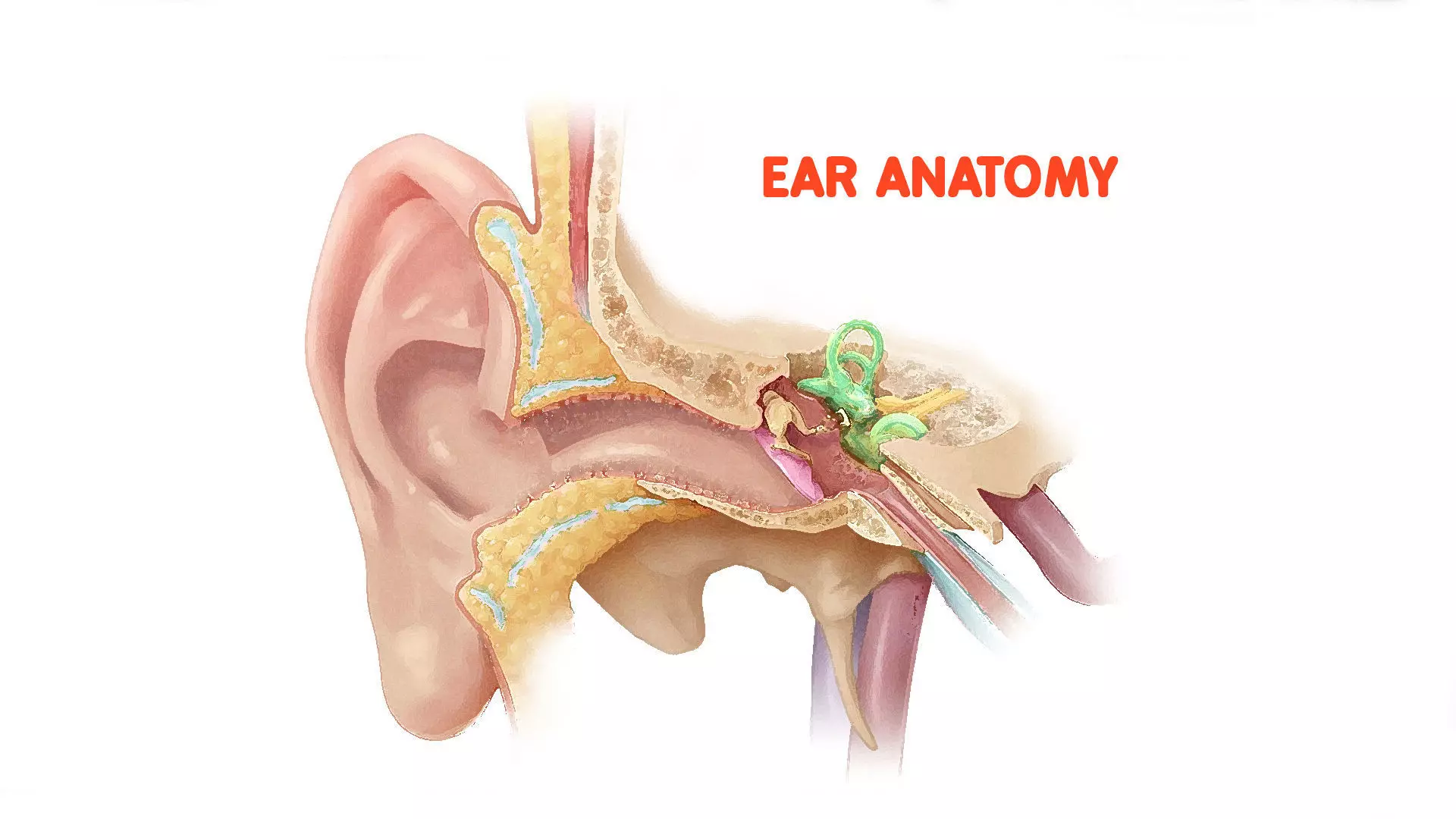 Ear Anatomy Low-poly 3D model_0