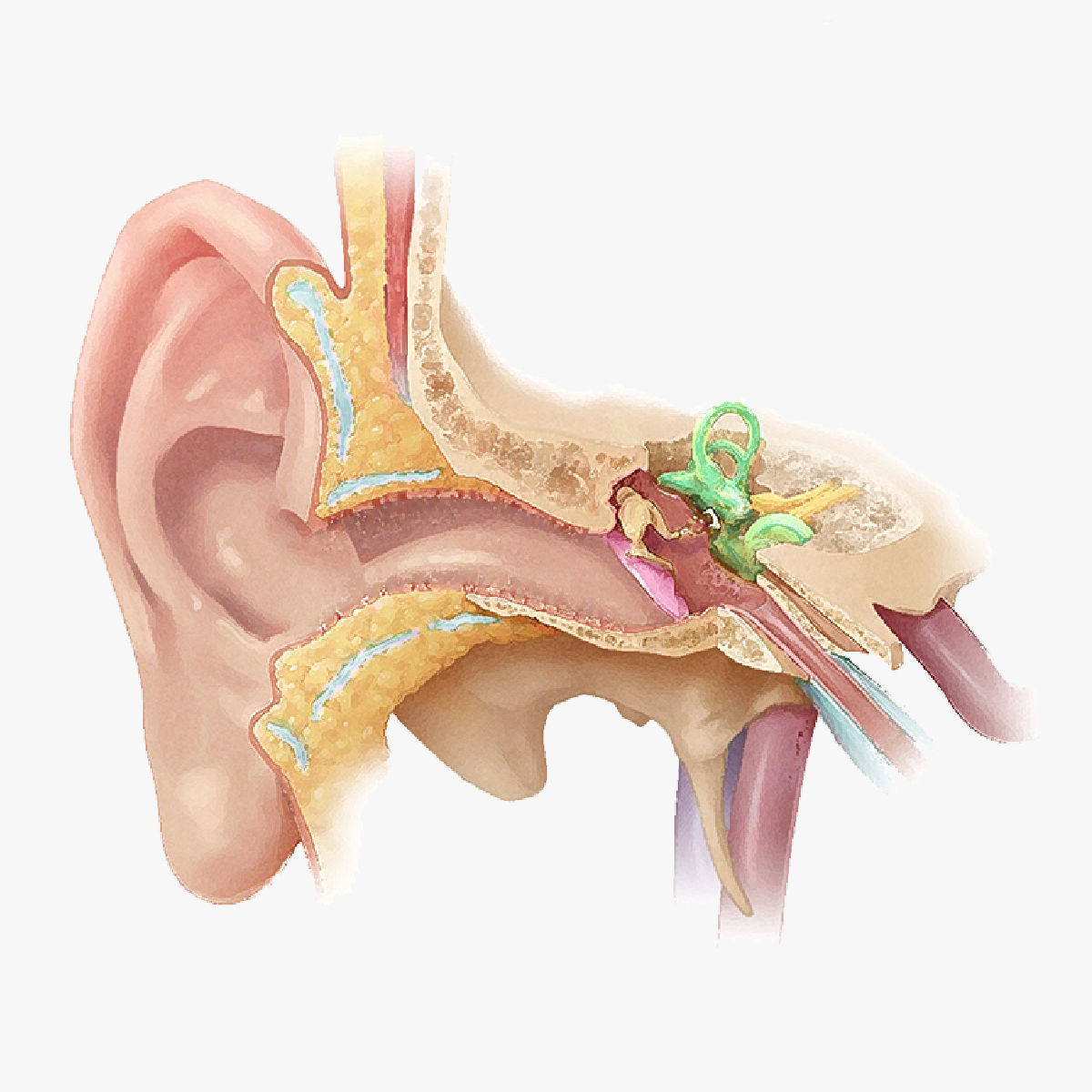 Ear Anatomy Low-poly 3D model_1