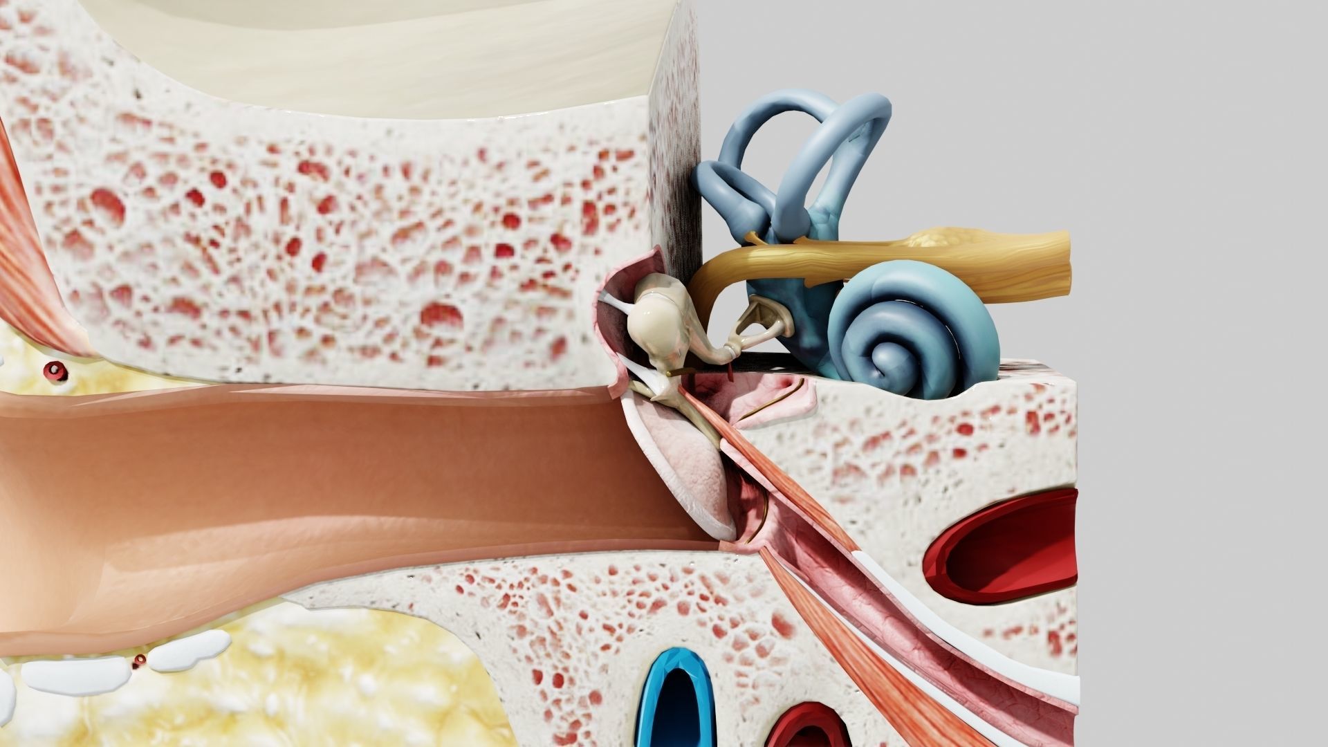 Ear Anatomy Low-poly 3D model_5