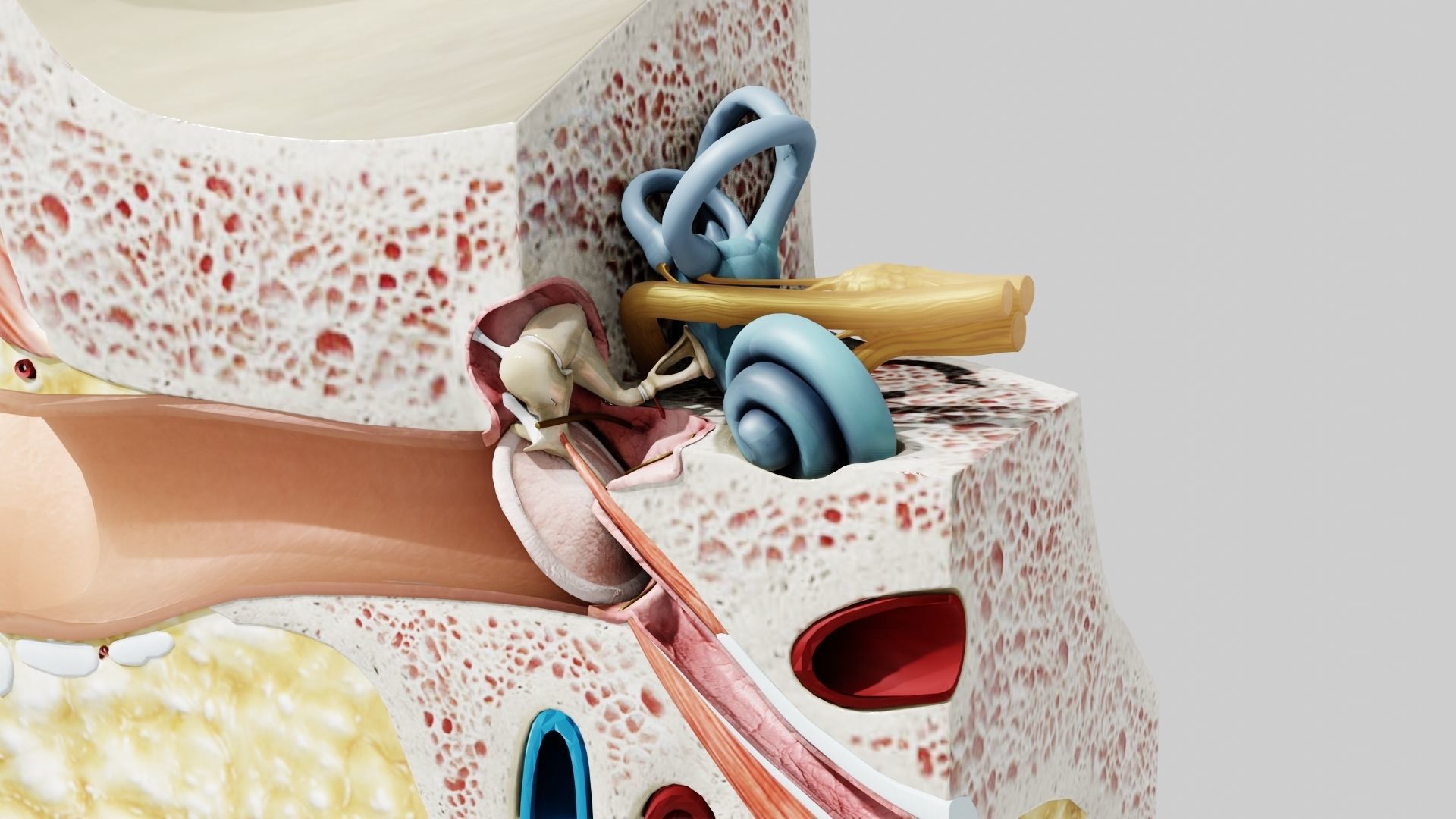 Ear Anatomy Low-poly 3D model_4