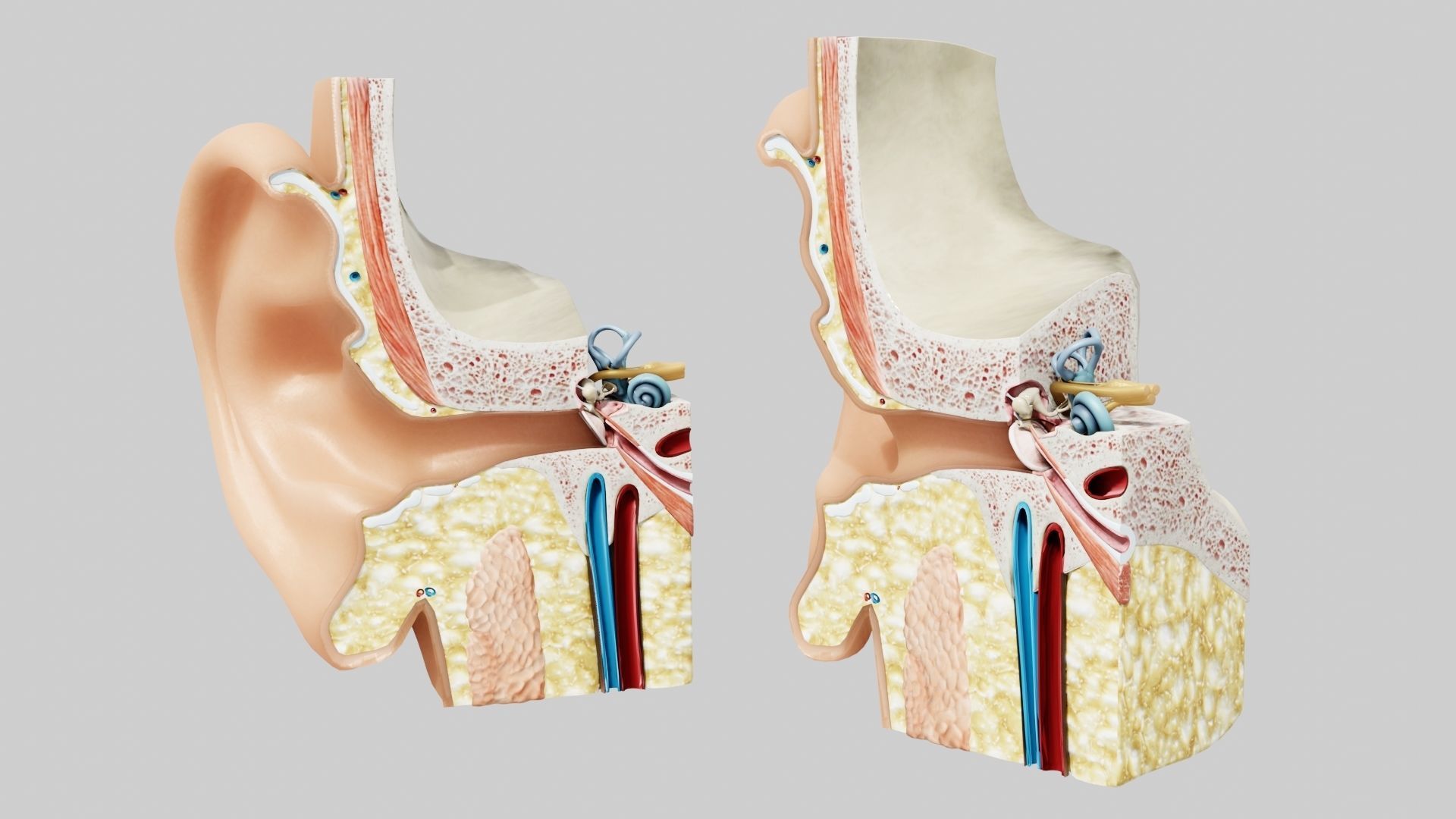 Ear Anatomy Low-poly 3D model_2